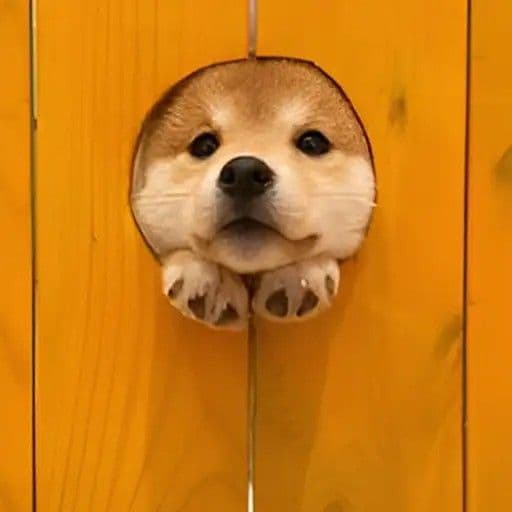 Imagen de perfil de Kulluimilla